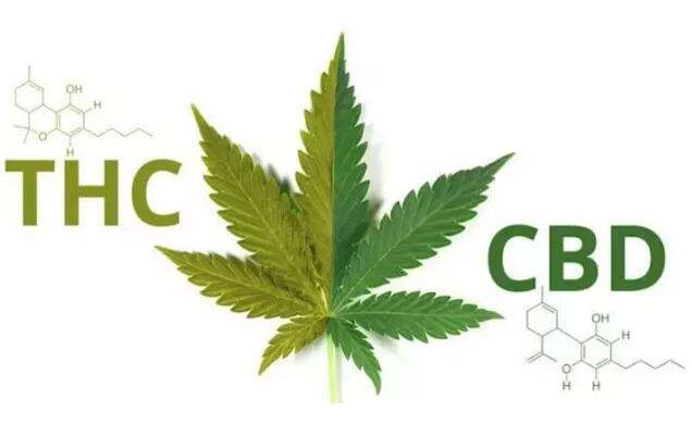 Was ist mit Hanf und CBD in China?